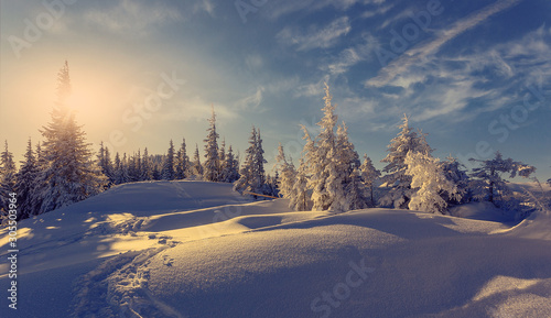  Splendid winter forest landscape in sunny day. Icy snowy fir trees glowin in sunlight. winter holiday concept. travel day. wonderland in winter. Amazing Nature background. Christmas holiday concept.