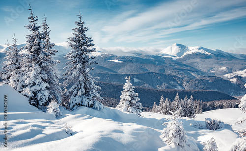 Winter panorama of fir trees covered with white snow with alps mountain background, Bright winter morning in alpine mountains. Wonderful mountain scenery. Christmas celebration concept. Happy New Year © jenyateua