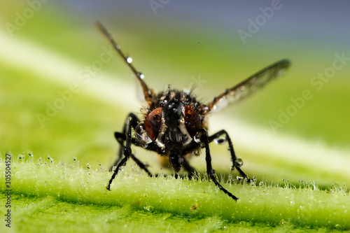 True fly-insect © aleksandarfilip