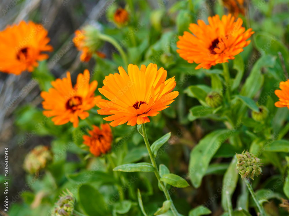 Deep orange flower heads of Pot marigold or ruddles (Calendula officinalis) Deep orange flower heads of Pot marigold or ruddles (Calendula officinalis)