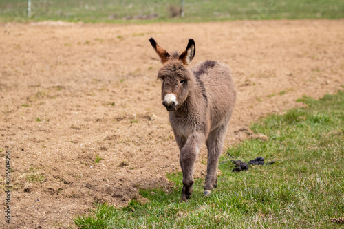 Baby Donkey