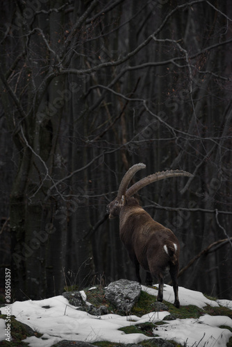 European wildlife. Landscape with alpine ibex crowned by two big horns. Steinbock looking at the forest
