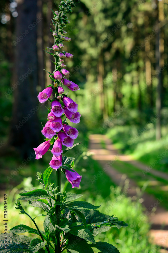Fingerhut Digitalis purpurea Blume Wald Lichtung Bäume Sauerland Hemer  Deutschland Rispe Stock Photo | Adobe Stock