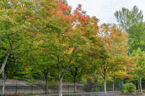 Roadside Autumn Trees 2
