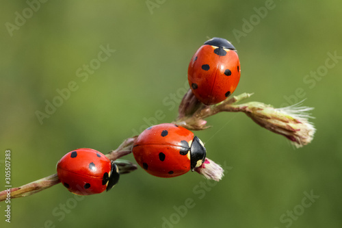ladybug on green leaf © mehmetkrc