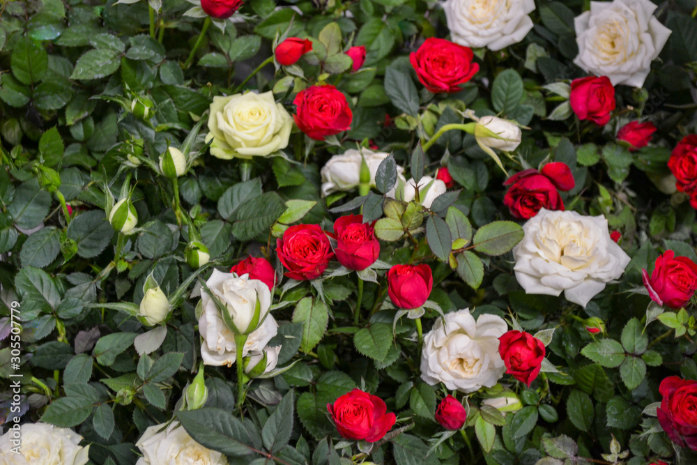 Small home roses in pots - red and white, among the green leaves - top view like a carpet, sold in the store. Selective focus