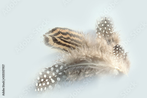 Tableau sur toile Flaumfedern - downy feathers