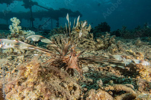 Lion fish in the Red Sea colorful fish  Eilat Israel