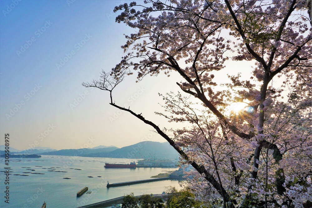 瀬戸の桜をみて日本の美を感じる