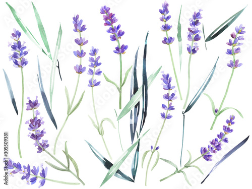 Fototapeta Naklejka Na Ścianę i Meble -  Watercolor lavender on an isolated white background, wild flowers,  garden grass, leaves, stock floral illustration, hand drawing.
