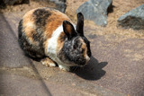 Full body of black-beige-white domestic pygmy rabbit