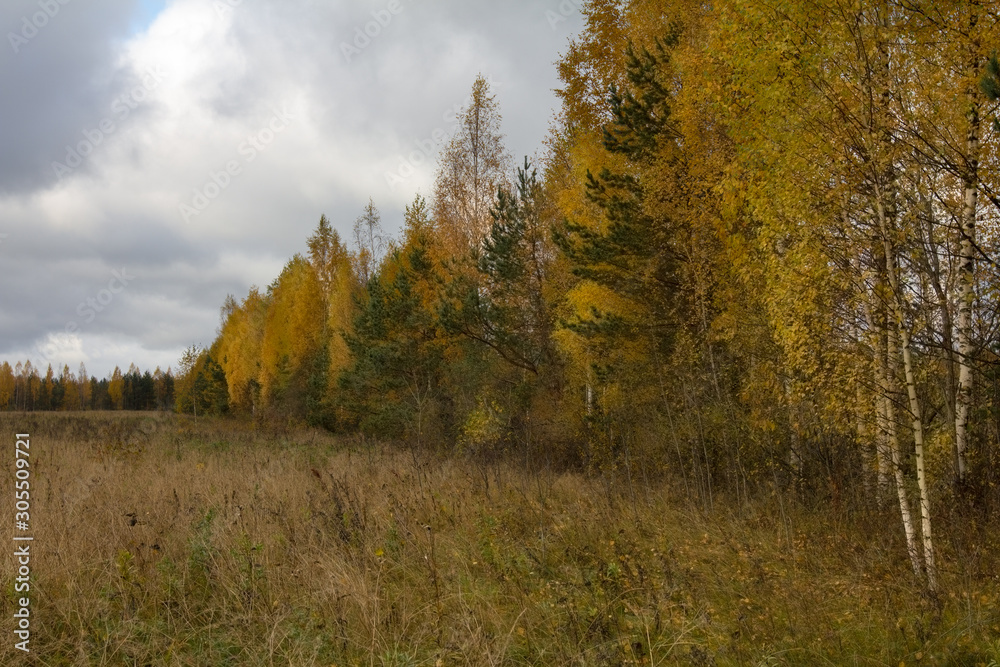 Fototapeta premium trees with multi-colored foliage stand along the field, golden autumn