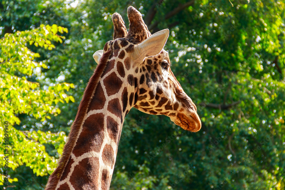 Close-up portrait of a giraffe against green foliage background Close-up portrait of a giraffe against green foliage background