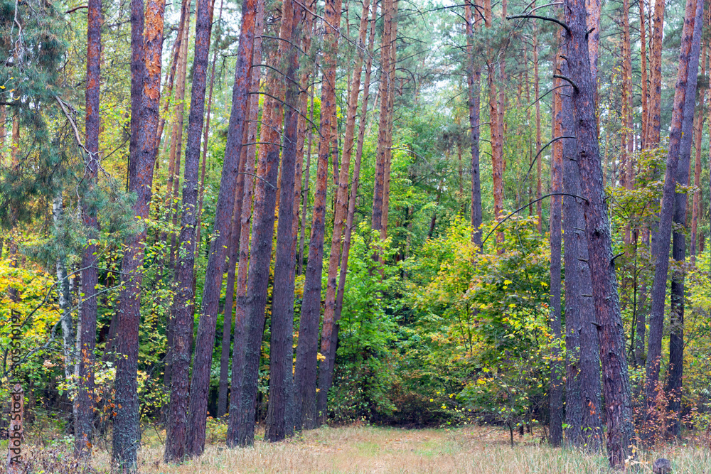 Background image of tree trunks of coniferous forest with forest bedding of dry grass.