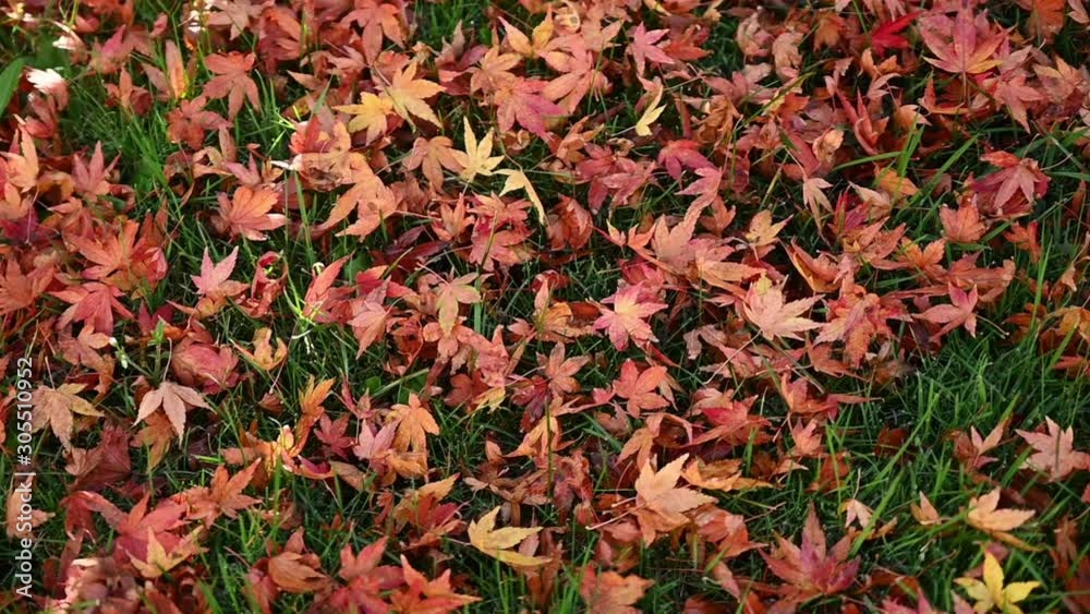 Pan across hundreds of small vivid maple leaves on lawn Pan across hundreds of small vivid maple leaves on lawn