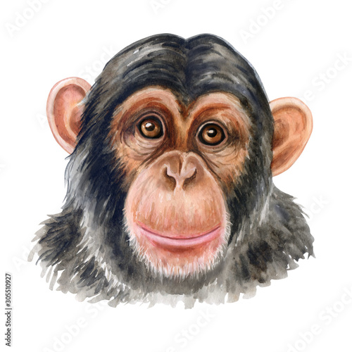 Canvas Print Сhimpanzee monkey portrite colorful isolated on white background