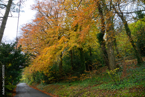 Countryside trees turning brown in the fall of autumn