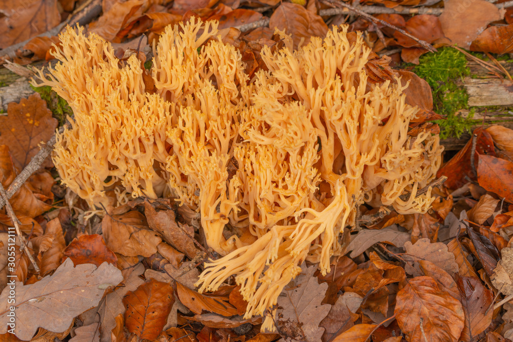 Pilz Pilz