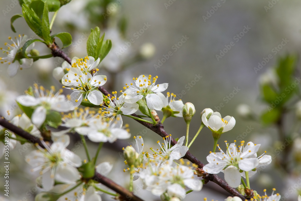 branch with plum flowers, beautiful backdrop for design branch with plum flowers, beautiful backdrop for design