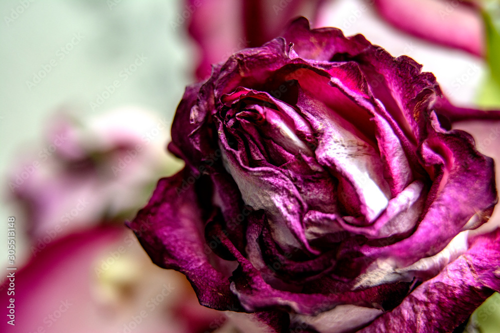 Dried rose close up / Single dry rose background Dried rose close up / Single dry rose background