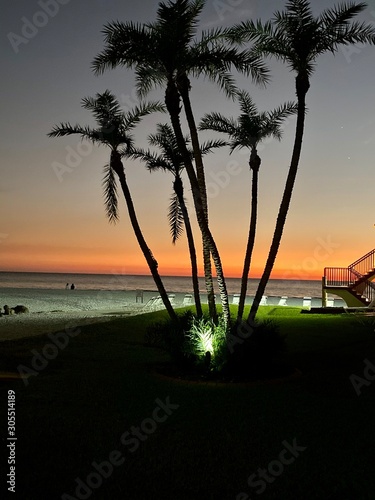 A Group of Palm Trees with the Sunset on the Gulf of Mexico in the Background
