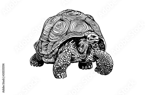 Graphical tortoise isolated on white background, vector illustration,sea-food silhouette