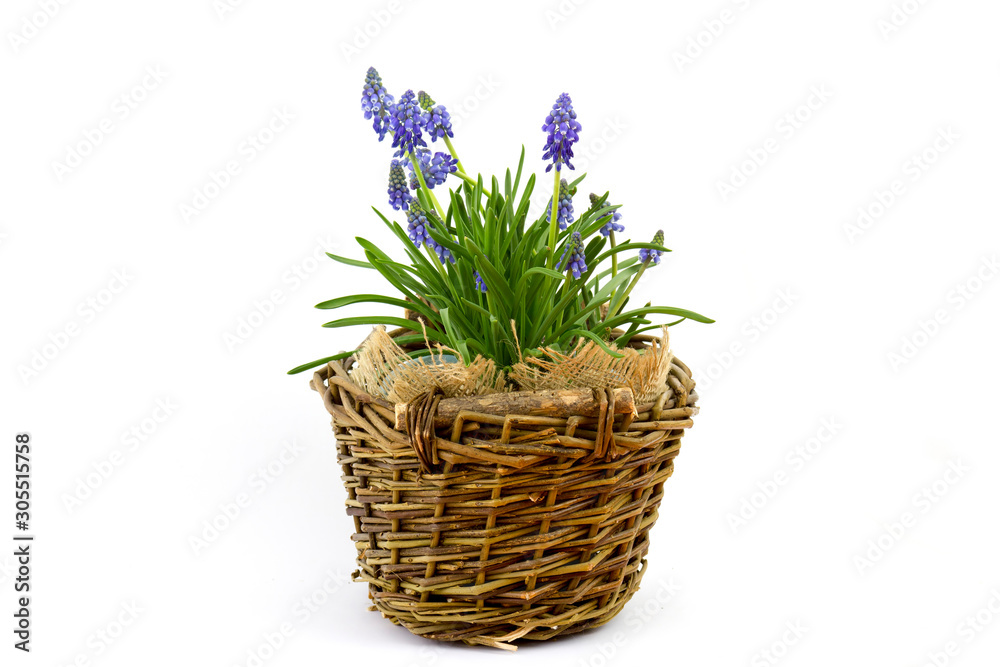 flowering common grape hyacinths in a woven wicker basket on a white background