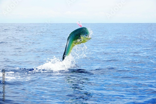 big bull mahi mahi jumping 
