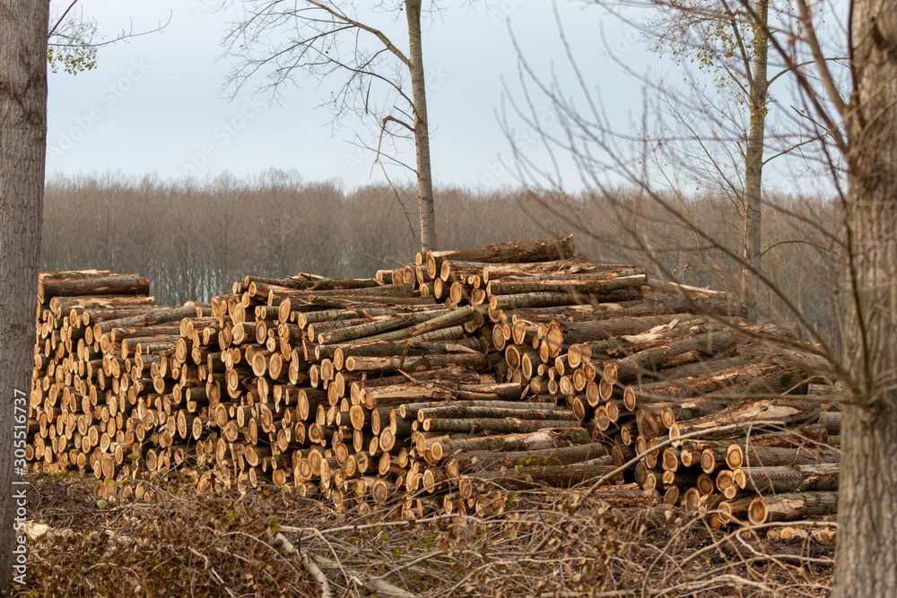 Piles of fresh logged wood