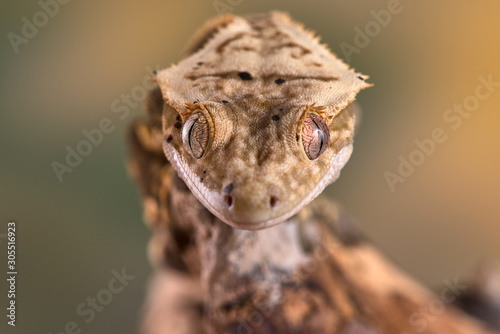 Tableau sur toile Rhacodactylus ciliatus lizzard from New Caledonia