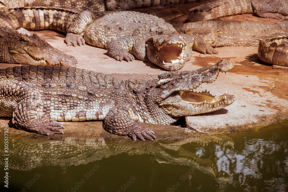 Obraz premium Crocodile types of amphibians are cold-blooded animals.