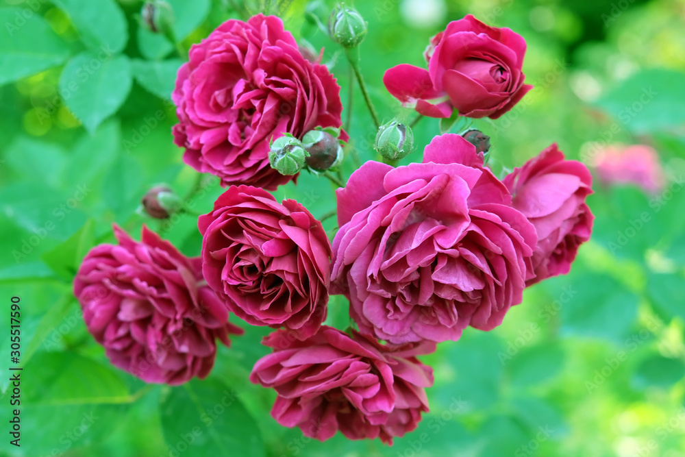 Obraz premium Dark pink roses on a green background. Bush of lush roses in a botanical garden.