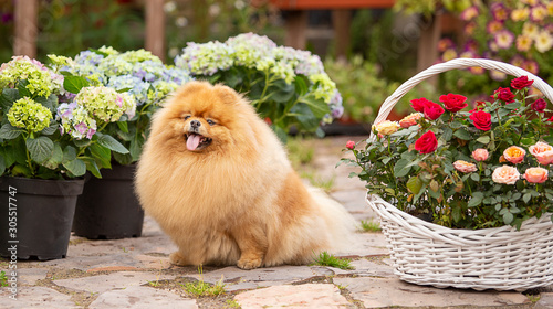 red fluffy Pomeranian sits next to a basket of roses in a flower shop © tvetchinina