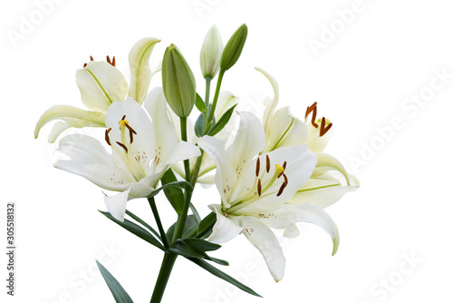 Flowers and buds of White Daylily isolated on white background. Selective focus.