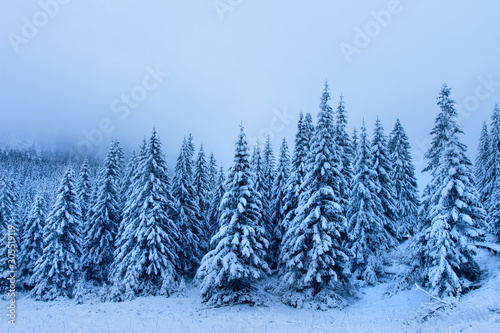 Winter forest. Snowy nature landscape