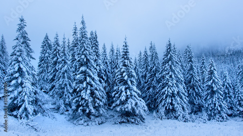 Winter forest. Frosty trees © dzmitrock87