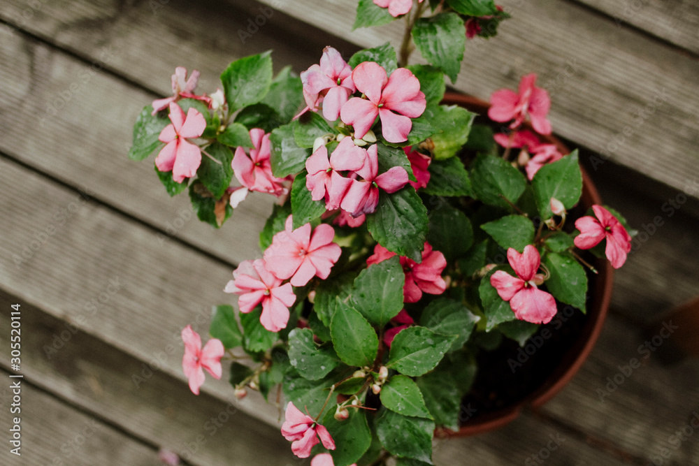 Homemade flower in a pot with pink flowers top view on a wooden background.