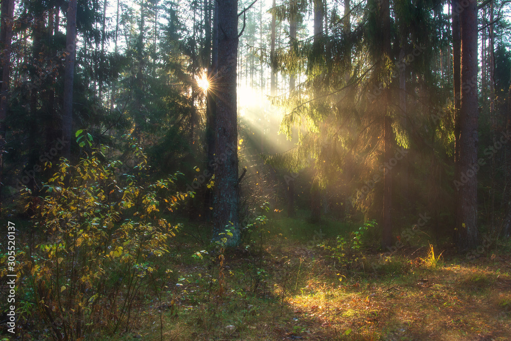 Fall nature. Sunny morning in autumn forest. Beautiful sunbeams through trees in autumnal forest.
