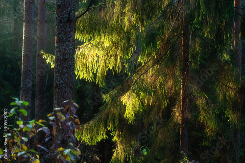 Obraz na płótnie Autumn forest in morning sunlight. Pine tree illuminated by sun rays in wild forest. Beautiful nature w salonie