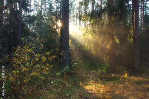 Obraz na płótnie Fall nature. Sunny morning in autumn forest. Beautiful sunbeams through trees in autumnal forest. w salonie