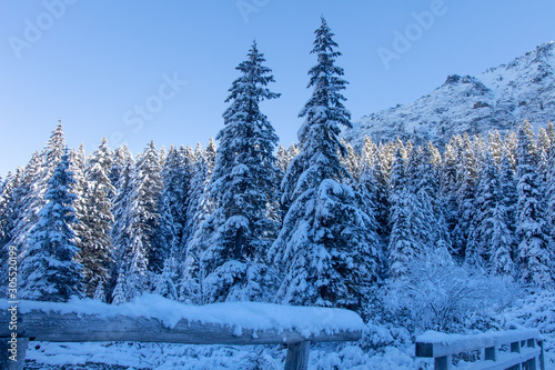 Winter nature landscape. Winter mountains. Beautiful frosty and snowy fir trees in highlands