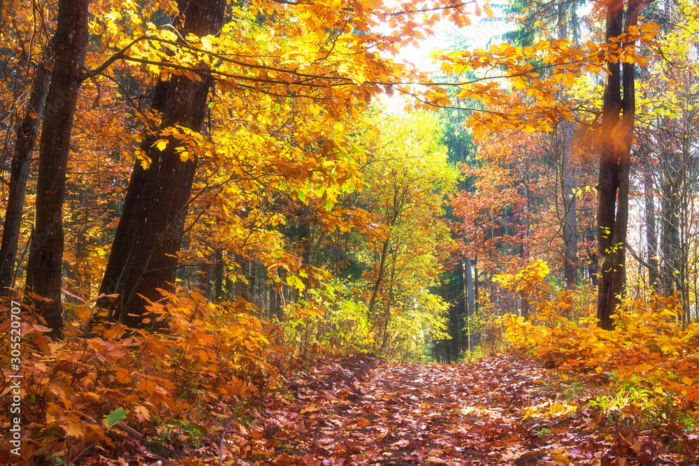 Autumn park. Colorful yellow and red trees in fall forest park. Beautiful nature landscape
