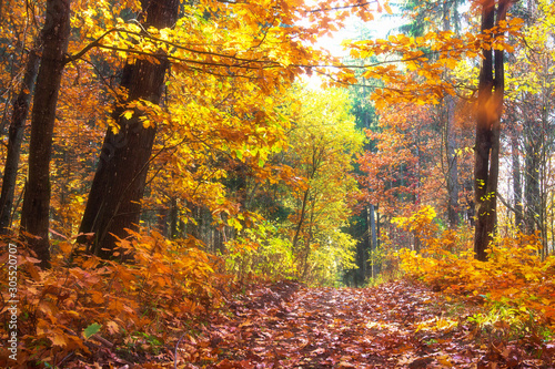 Obraz na płótnie Autumn park. Colorful yellow and red trees in fall forest park. Beautiful nature landscape w salonie
