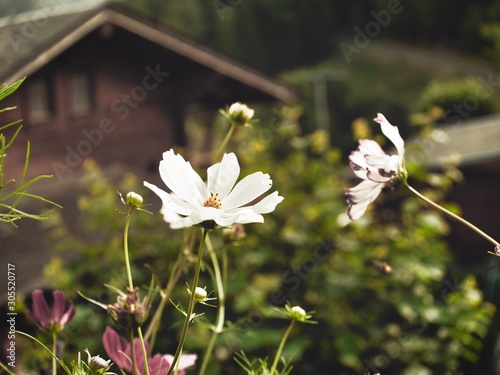 White Flower photo