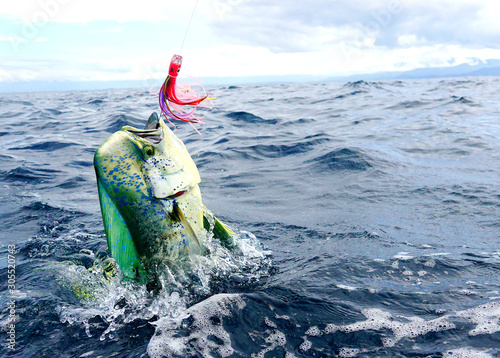 Принти на полотні Perfect shot of a male Mahi Mahi or Dolphin fish jumping