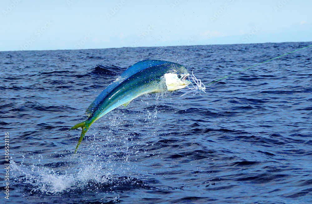 Female mahi mahi jumping, caught with a white lure StockFoto Adobe Stock