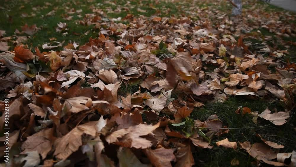 The fallen leaves on the lawn rustled in the wind The fallen leaves on the lawn rustled in the wind