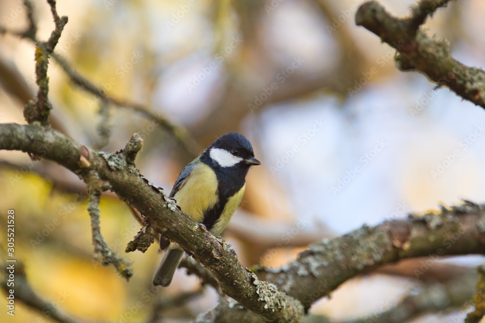 Eine Kohlmeise sitzt am Abend im Abendlicht auf einem abgestorbenen Ast, Parus Major