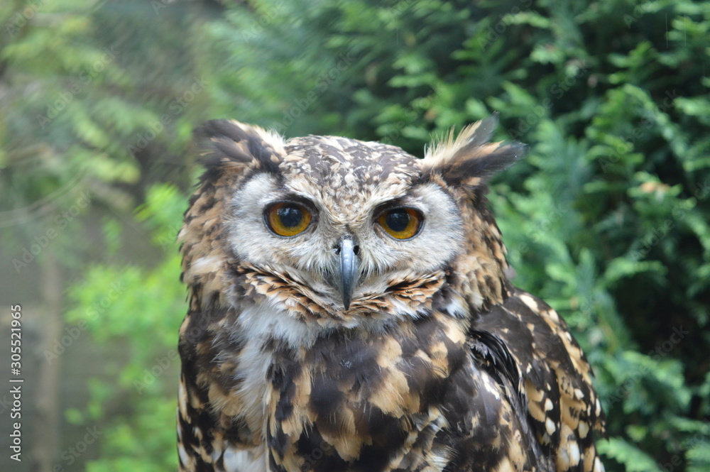 Owl Owl
