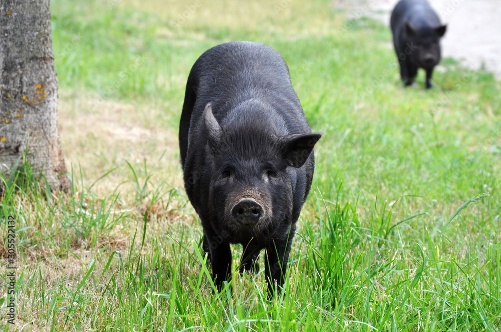 Home improvement is a big black pig. Pig breeding is involved in raising and raising domestic pigs. Home improvement is a big black pig. Pig breeding is involved in raising and raising domestic pigs.